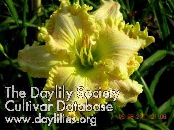 Daylily Spacecoast Summer Spectacular